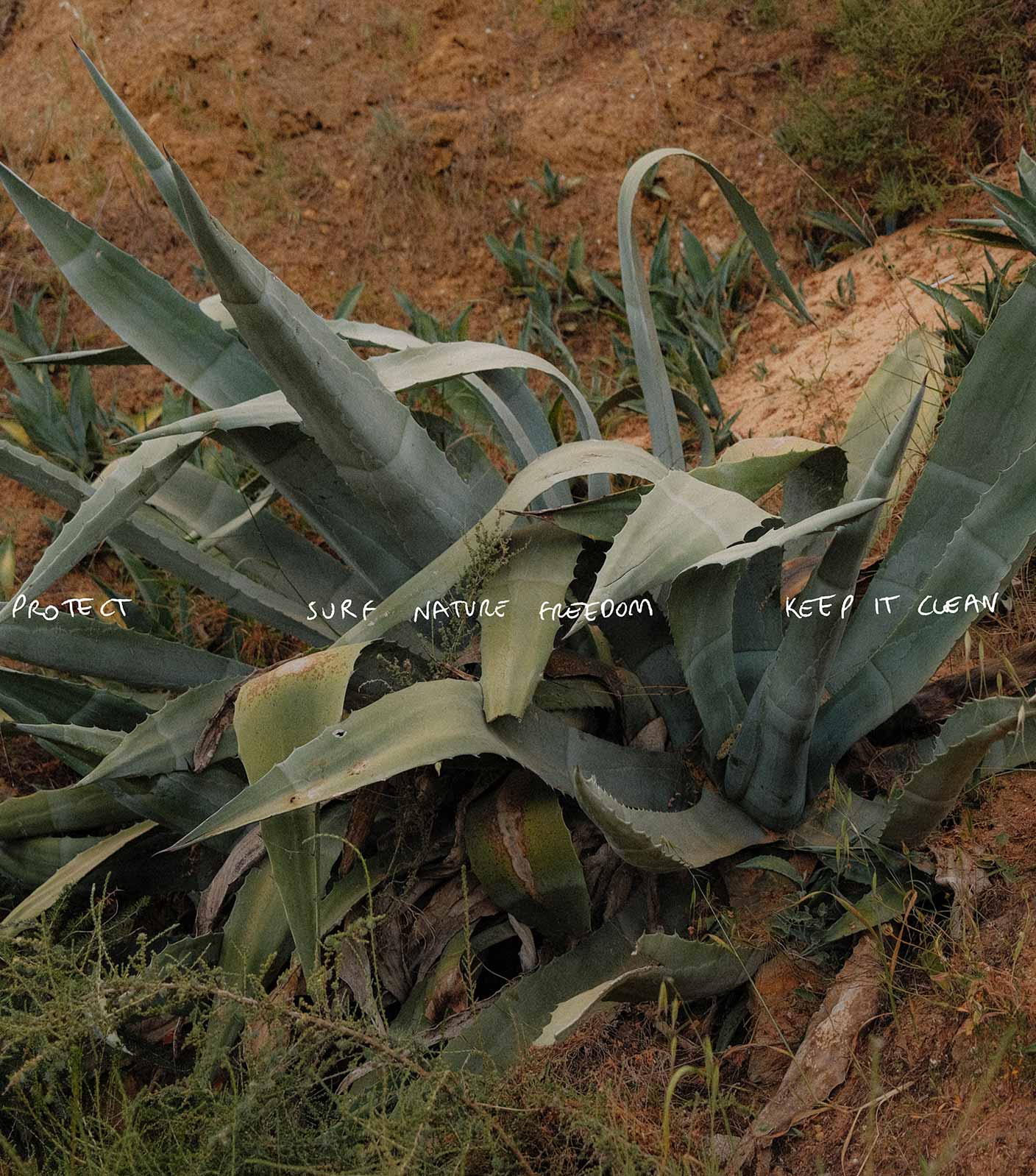 A wild agave plant growing on the cliffs of Portugal with text written on the photo that says 
