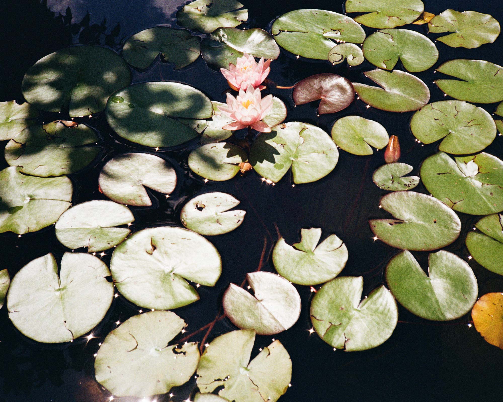 rawty_photography_atmos-botanical-gardens