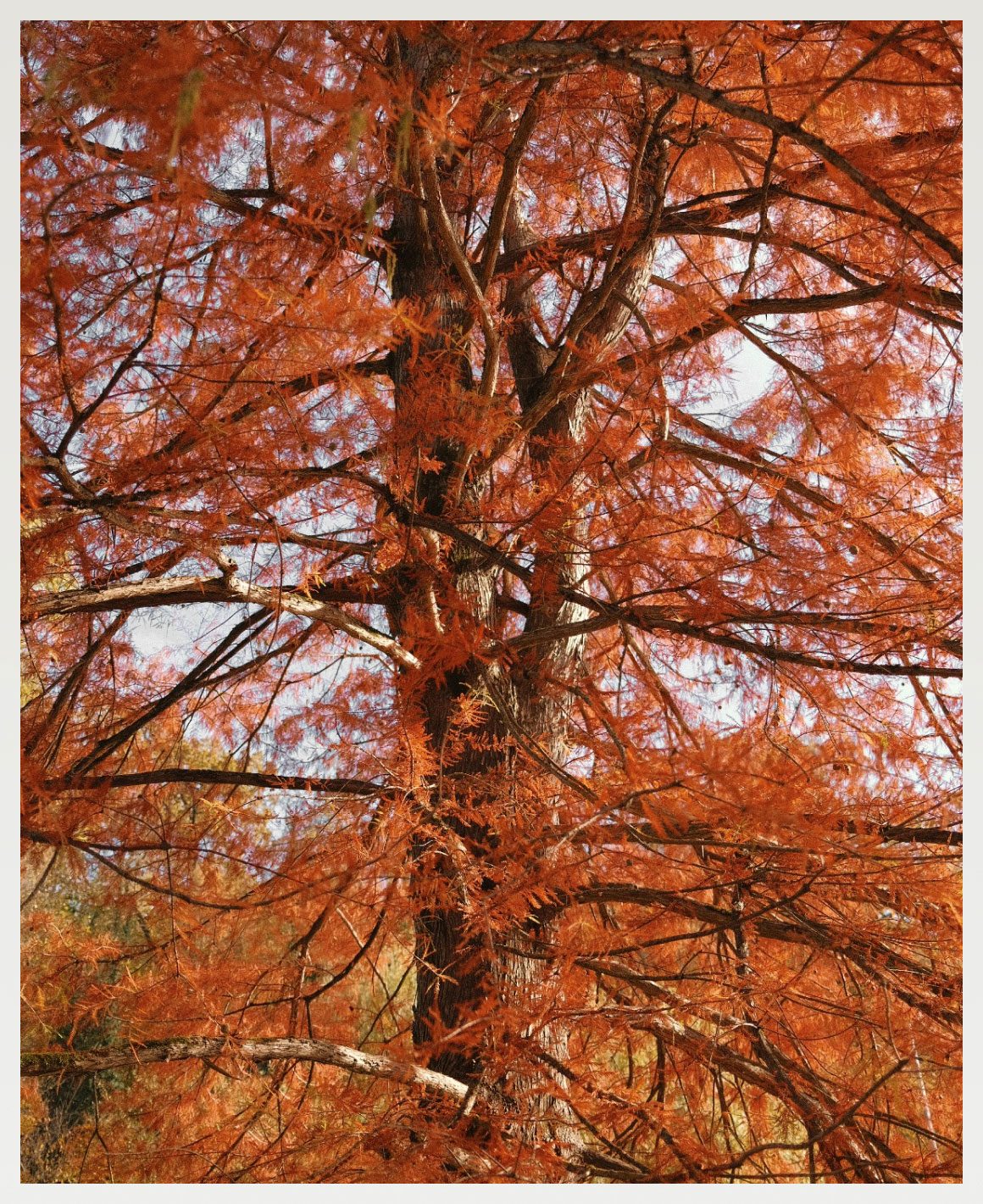 rawty_photography_japan-autumn