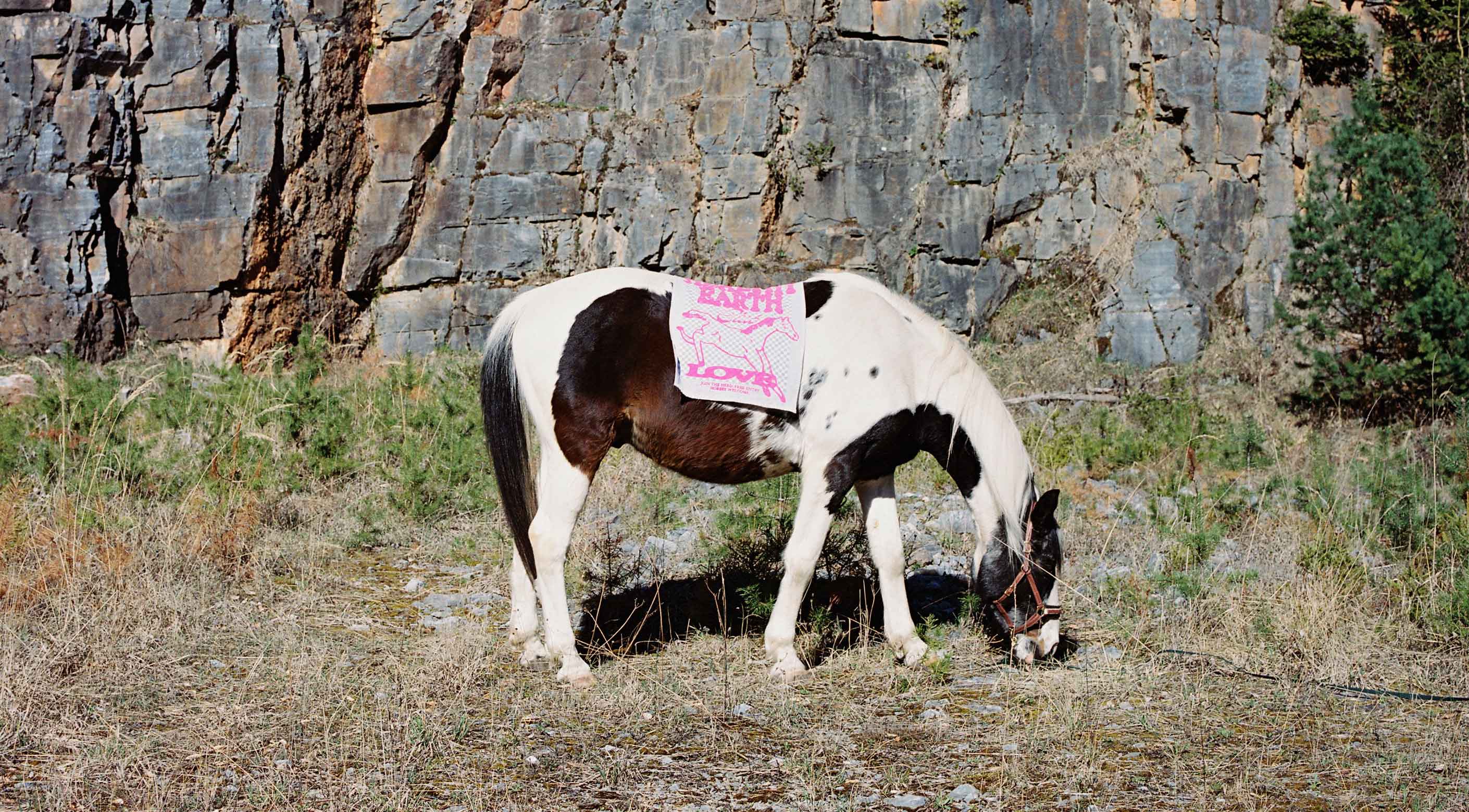tea-towel_horse_2820x1560@2x